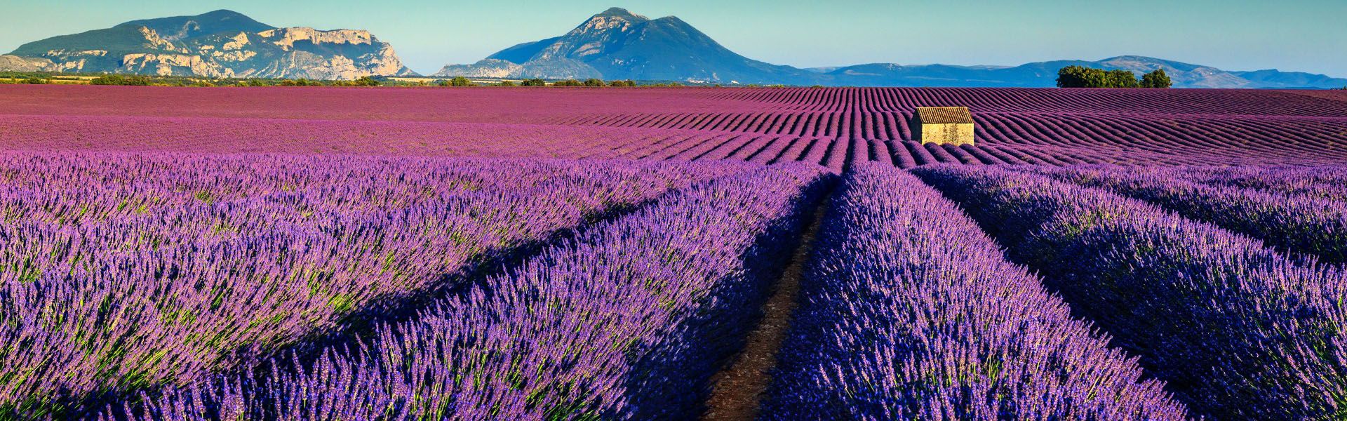 lavender-fields-france.pic-1.jpg